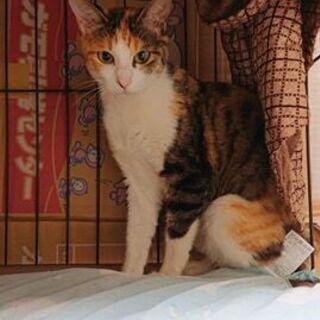 里親募集への質問 《「ペットのおうち」応募者向けアンケート回答内容》  ----- ペットの飼育経験はありますか？  幼少の頃、雑種の犬を仔犬から飼っていました。 高校生の頃、一匹のメス猫を飼いました。 その後6匹子猫を産み、そのうちの1匹を飼い、5匹は里親に出しました。  20歳の頃、いつのまにか住み着いたオス猫を加え、飼い猫3匹になりました。 実家だったので、両親がとても可愛いがっていました。 3匹とも自宅で看取っています。   ----- どのような飼育・住宅環境になりますか？  新築一戸建て。 引の画像