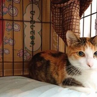里親募集への質問 《「ペットのおうち」応募者向けアンケート回答内容》  ----- ペットの飼育経験はありますか？  幼少の頃、雑種の犬を仔犬から飼っていました。 高校生の頃、一匹のメス猫を飼いました。 その後6匹子猫を産み、そのうちの1匹を飼い、5匹は里親に出しました。  20歳の頃、いつのまにか住み着いたオス猫を加え、飼い猫3匹になりました。 実家だったので、両親がとても可愛いがっていました。 3匹とも自宅で看取っています。   ----- どのような飼育・住宅環境になりますか？  新築一戸建て。 引 - 小平市