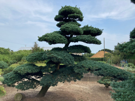 千葉発 五葉松 植木 庭木 業者向け