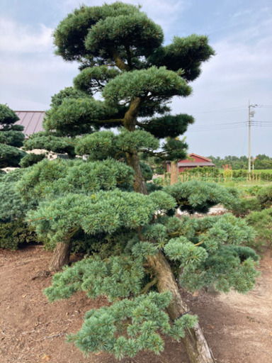 植木　庭木　五葉松　