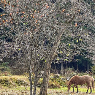 酷暑の為作業を中断しております。動物達の世話や馬場や厩舎作成など