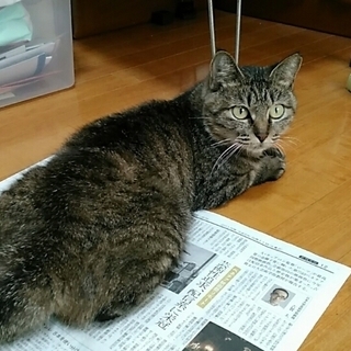 あさりちゃん
