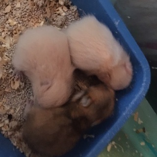 里親様決まりました。キンクマとゴールデンハムスターの赤ちゃん - その他