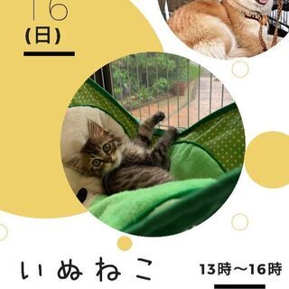 いぬねこ里親会