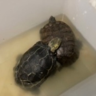 亀2匹　体長25センチくらい