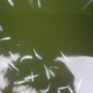 メダカ 星河の若魚  10匹の画像
