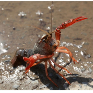 平田村　で　　ザリガニ釣り