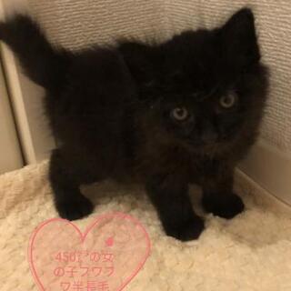 1ヶ月赤ちゃん👶黒猫兄妹一緒に里親様決定しました。