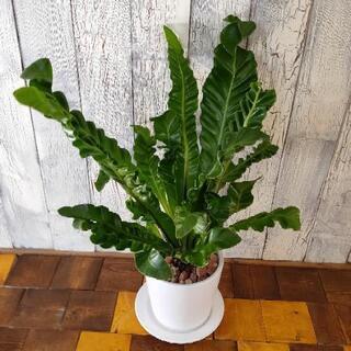 【観葉植物】エメラルドウェーブ受皿付