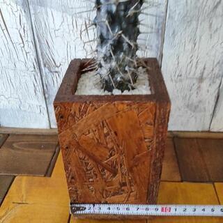 【観葉植物】パキポディウム ・ラメリーの画像