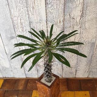 【観葉植物】パキポディウム ・ラメリーの画像