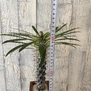 【観葉植物】パキポディウム ・ラメリーの画像