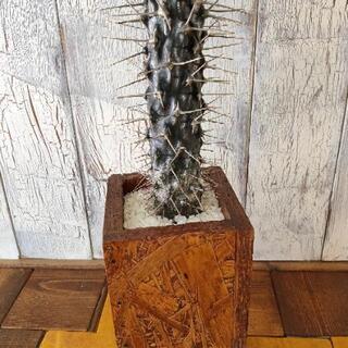 【観葉植物】パキポディウム ・ラメリーの画像