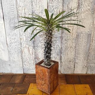 【観葉植物】パキポディウム ・ラメリー