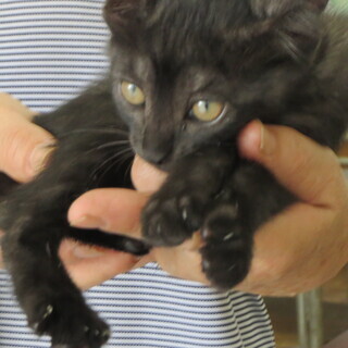 箱に入った3匹の仔猫達。塾の玄関先に置き去りに。