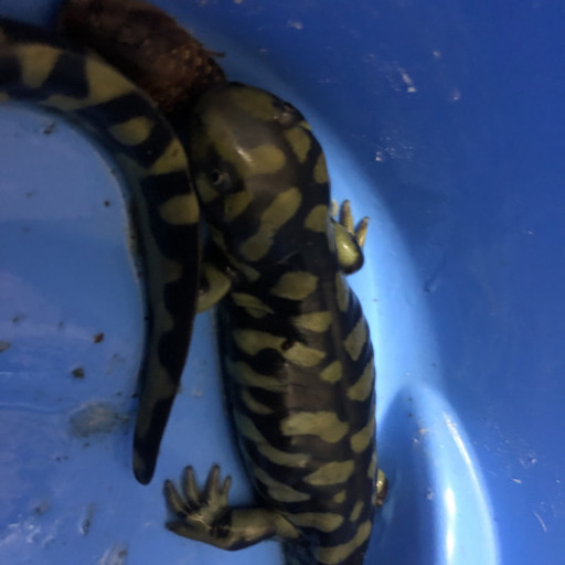 タイガーサラマンダー