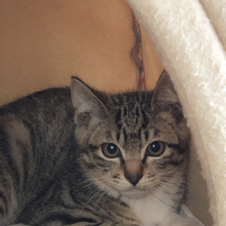 仔猫の里親さん探してます‼︎