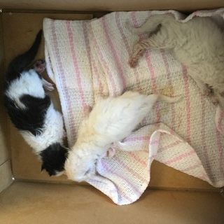 生まれたての猫です。