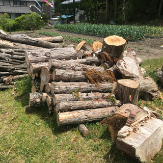 杉の木お譲りします。の画像