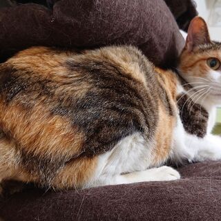 里親募集への質問 《「ペットのおうち」応募者向けアンケート回答内容》  ----- ペットの飼育経験はありますか？  幼少の頃、雑種の犬を仔犬から飼っていました。 高校生の頃、一匹のメス猫を飼いました。 その後6匹子猫を産み、そのうちの1匹を飼い、5匹は里親に出しました。  20歳の頃、いつのまにか住み着いたオス猫を加え、飼い猫3匹になりました。 実家だったので、両親がとても可愛いがっていました。 3匹とも自宅で看取っています。   ----- どのような飼育・住宅環境になりますか？  新築一戸建て。 引 - 猫