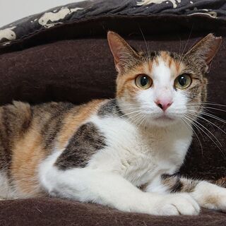 里親募集への質問 《「ペットのおうち」応募者向けアンケート回答内容》  ----- ペットの飼育経験はありますか？  幼少の頃、雑種の犬を仔犬から飼っていました。 高校生の頃、一匹のメス猫を飼いました。 その後6匹子猫を産み、そのうちの1匹を飼い、5匹は里親に出しました。  20歳の頃、いつのまにか住み着いたオス猫を加え、飼い猫3匹になりました。 実家だったので、両親がとても可愛いがっていました。 3匹とも自宅で看取っています。   ----- どのような飼育・住宅環境になりますか？  新築一戸建て。 引 − 東京都