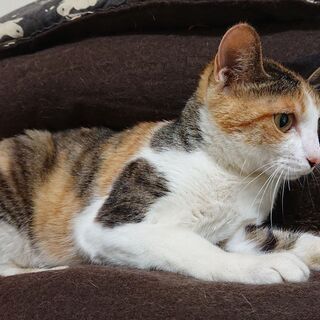 里親募集への質問 《「ペットのおうち」応募者向けアンケート回答内容》  ----- ペットの飼育経験はありますか？  幼少の頃、雑種の犬を仔犬から飼っていました。 高校生の頃、一匹のメス猫を飼いました。 その後6匹子猫を産み、そのうちの1匹を飼い、5匹は里親に出しました。  20歳の頃、いつのまにか住み着いたオス猫を加え、飼い猫3匹になりました。 実家だったので、両親がとても可愛いがっていました。 3匹とも自宅で看取っています。   ----- どのような飼育・住宅環境になりますか？  新築一戸建て。 引 - 里親募集