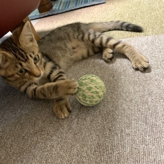 キジトラ、♂、推定3ヶ月