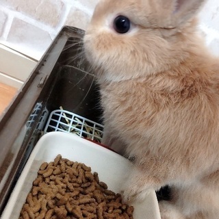ネザーランド うさぎ