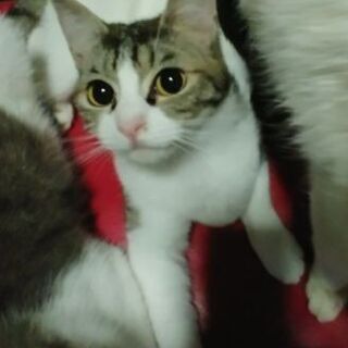 1匹　約２才(里親さん決定❗) − 滋賀県