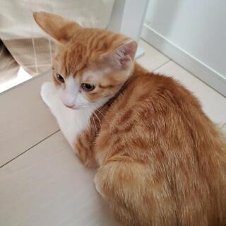 3ヶ月の子猫