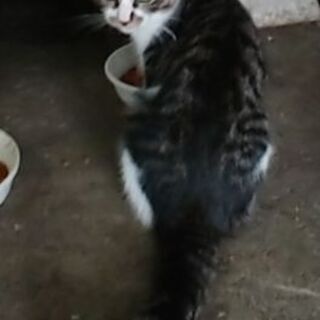 仔猫・白キジ(トライアル中) − 滋賀県