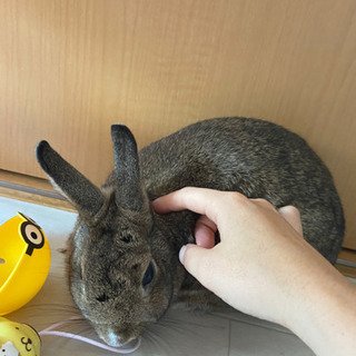 ミニウサギ