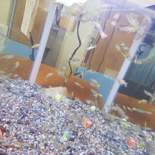 グッピー差し上げますの画像