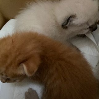 ※里親様決定しました（皆様ありがとうございます！）子猫の里親募集...