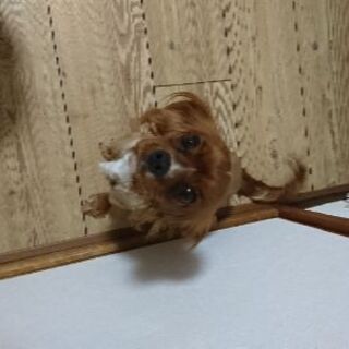 里親募集。キャバリア♀3歳