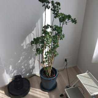 観葉植物