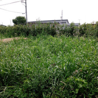 【2名募集】8月19日（水）草刈り作業　日給　10,000円　実...