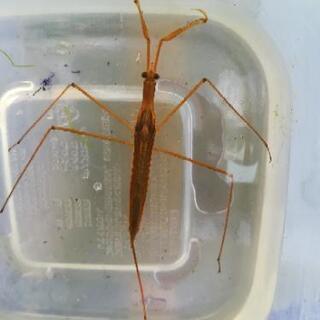 越冬中一時停止★水生昆虫ミズカマキリ