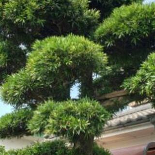 イヌマキという気を探してます！槇の木です！