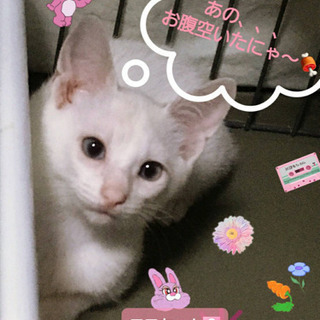 尻尾だけ縞模様のロニちゃん