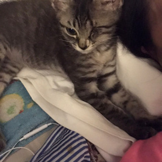 片目が不自由な子猫ちゃん