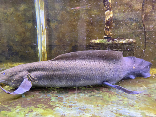 プロトプテルス、アンフィビウス　古代魚　熱帯魚　肺魚　ハイギョ　