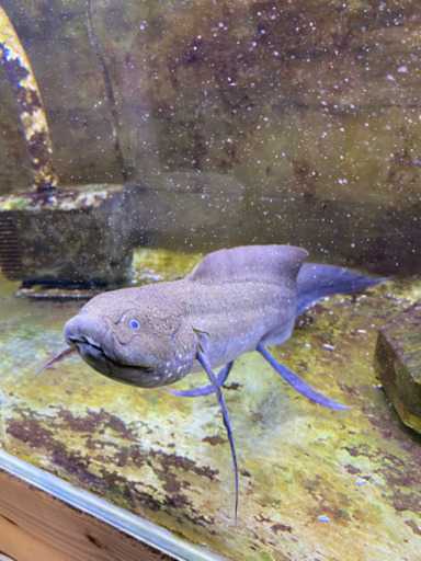 プロトプテルス、アンフィビウス　古代魚　熱帯魚　肺魚　ハイギョ