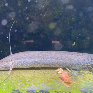 プロトプテルス、エチオピクス　ハイギョ　古代魚　の画像