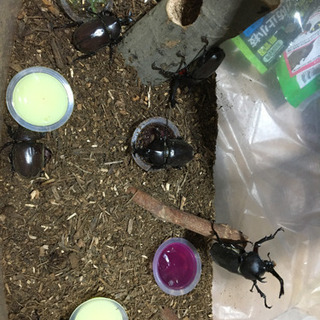 ⚠️今年ゎ希少です カブトムシ クワガタ⚠️