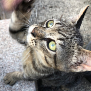 ⭐️オスキジ猫_生後１ヶ月半位⭐️