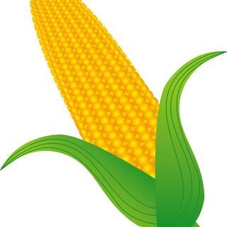 短期 寮完備 食品工場での野菜加工 選別スタッフの画像