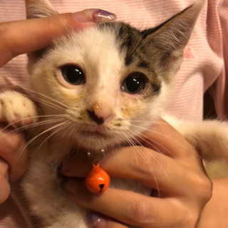 保護済の子を更新【兄妹従姉妹合わせて12匹の子猫達！】