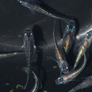 メダカ　オーロラ黄ラメ体外光　成魚の画像