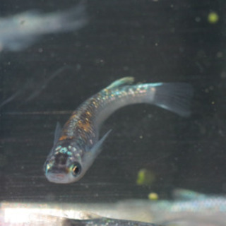 メダカ　オーロラ黄ラメ体外光　成魚